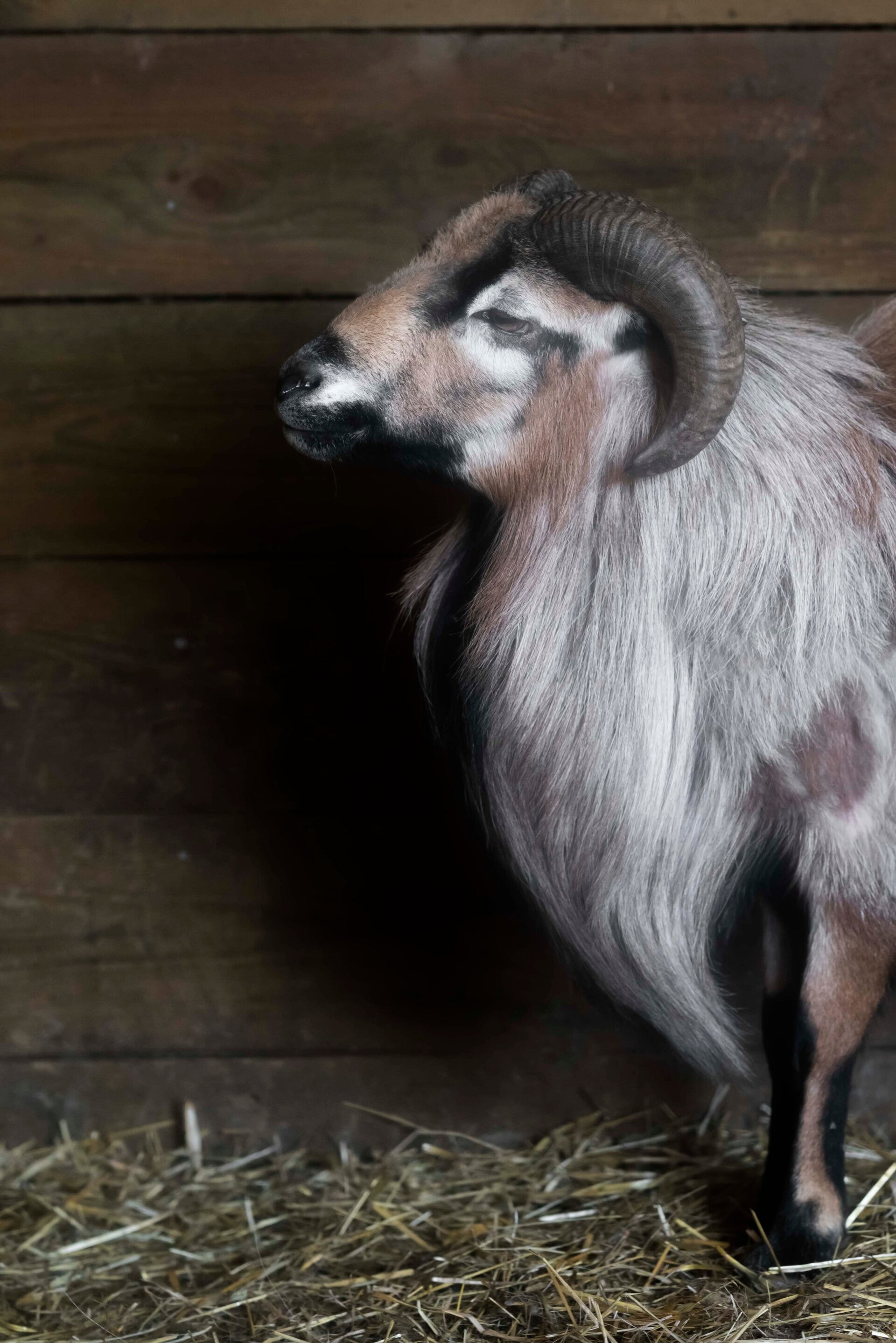 Kameroen ram in stal