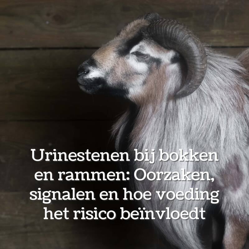 Urinestenen bij rammen en bokken blog