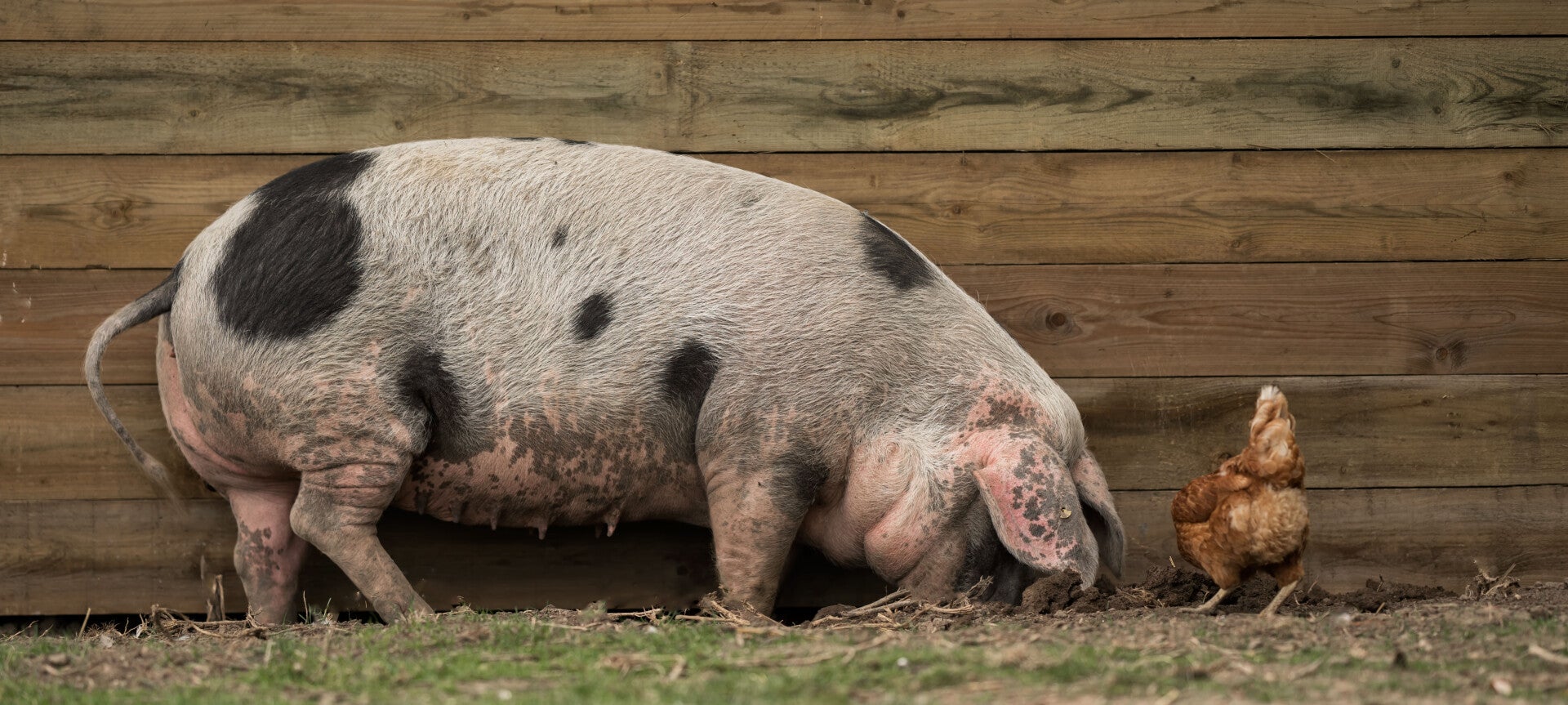 Varkens met hooi in de bek