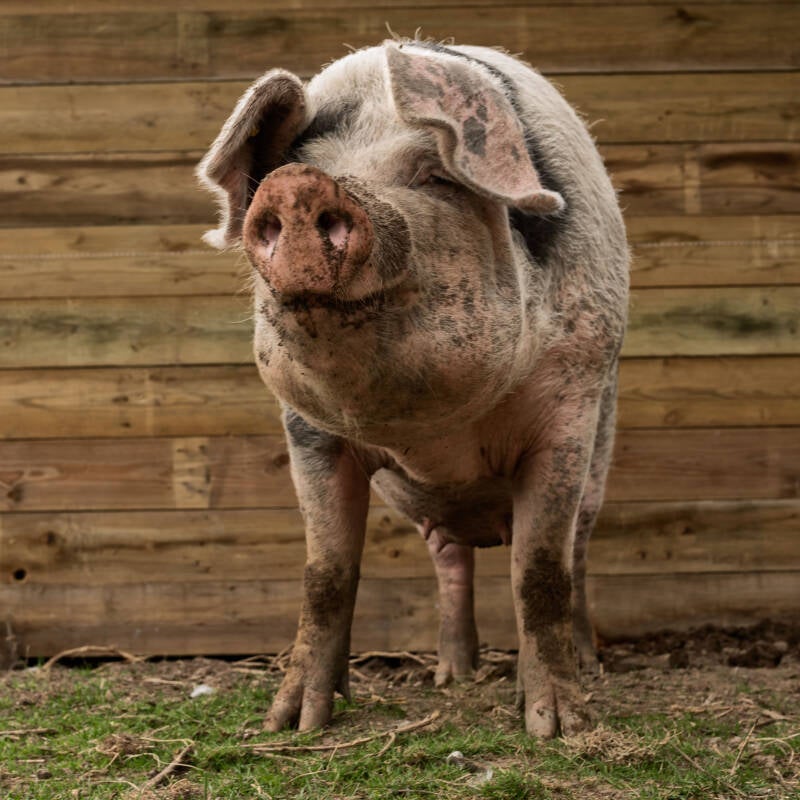 Blog varkens