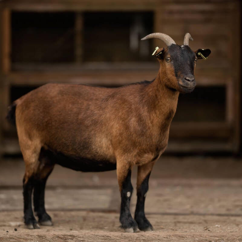 Bruine dwerggeit ooi