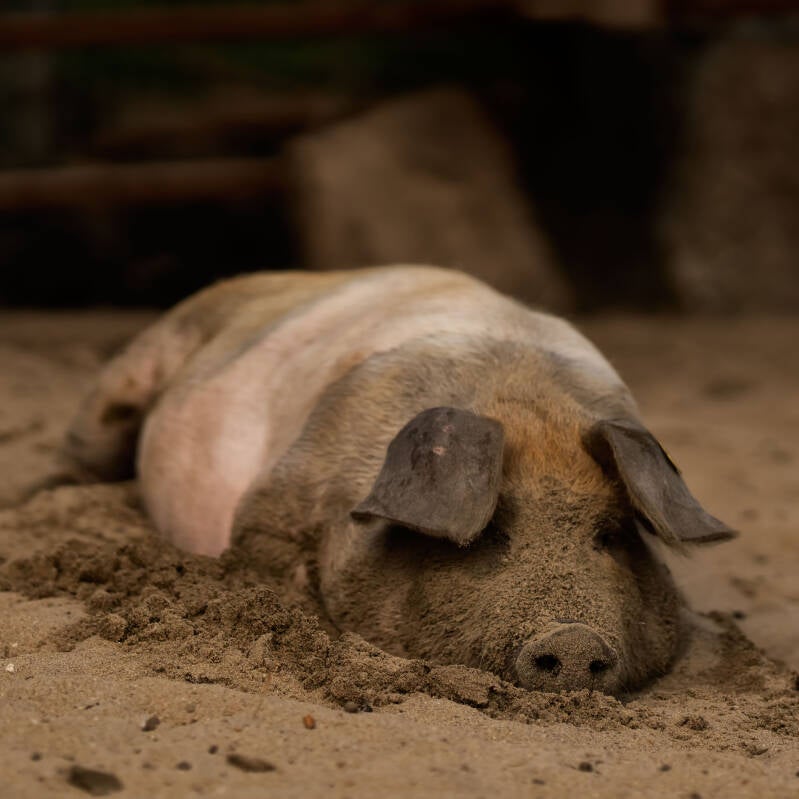 Husumer big in het zand