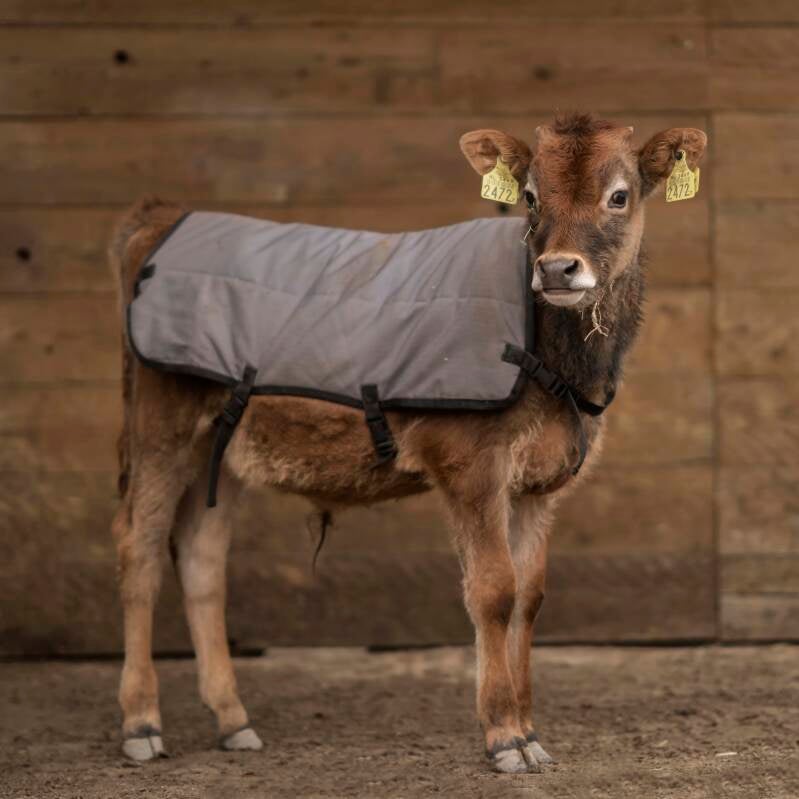 Jong stiertje met dekje