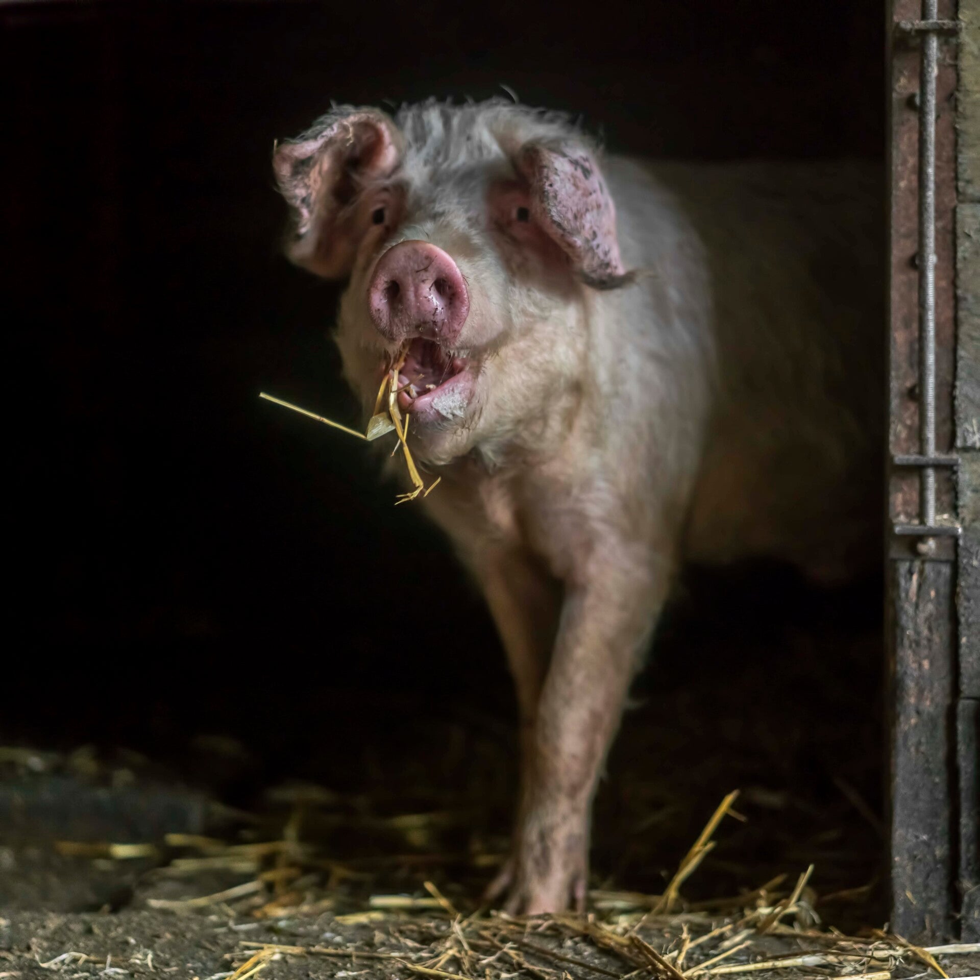 Vleesvarken in stal met stro