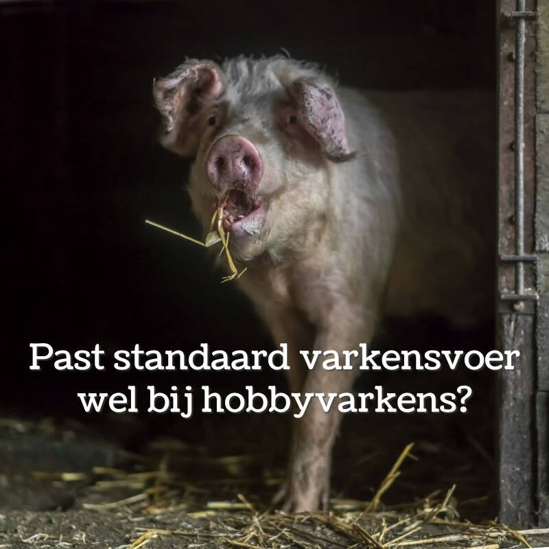 Hobbyvarkensvoer blog