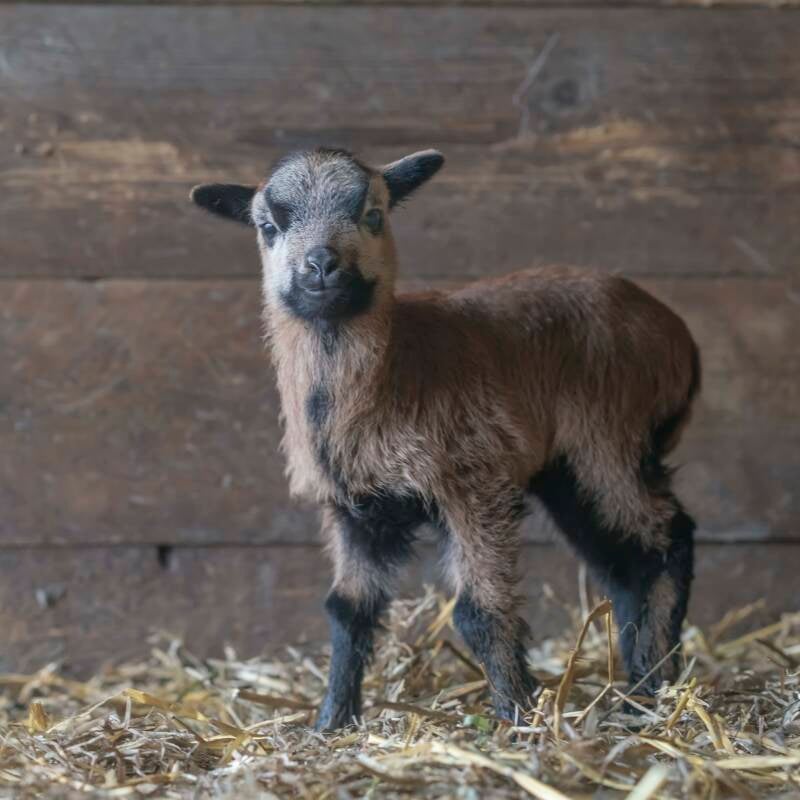Kameroen schaap lammetje