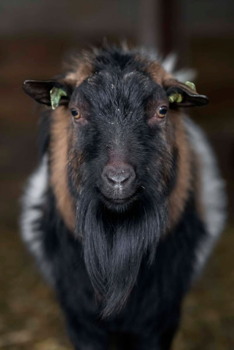 Dwerggeit bok