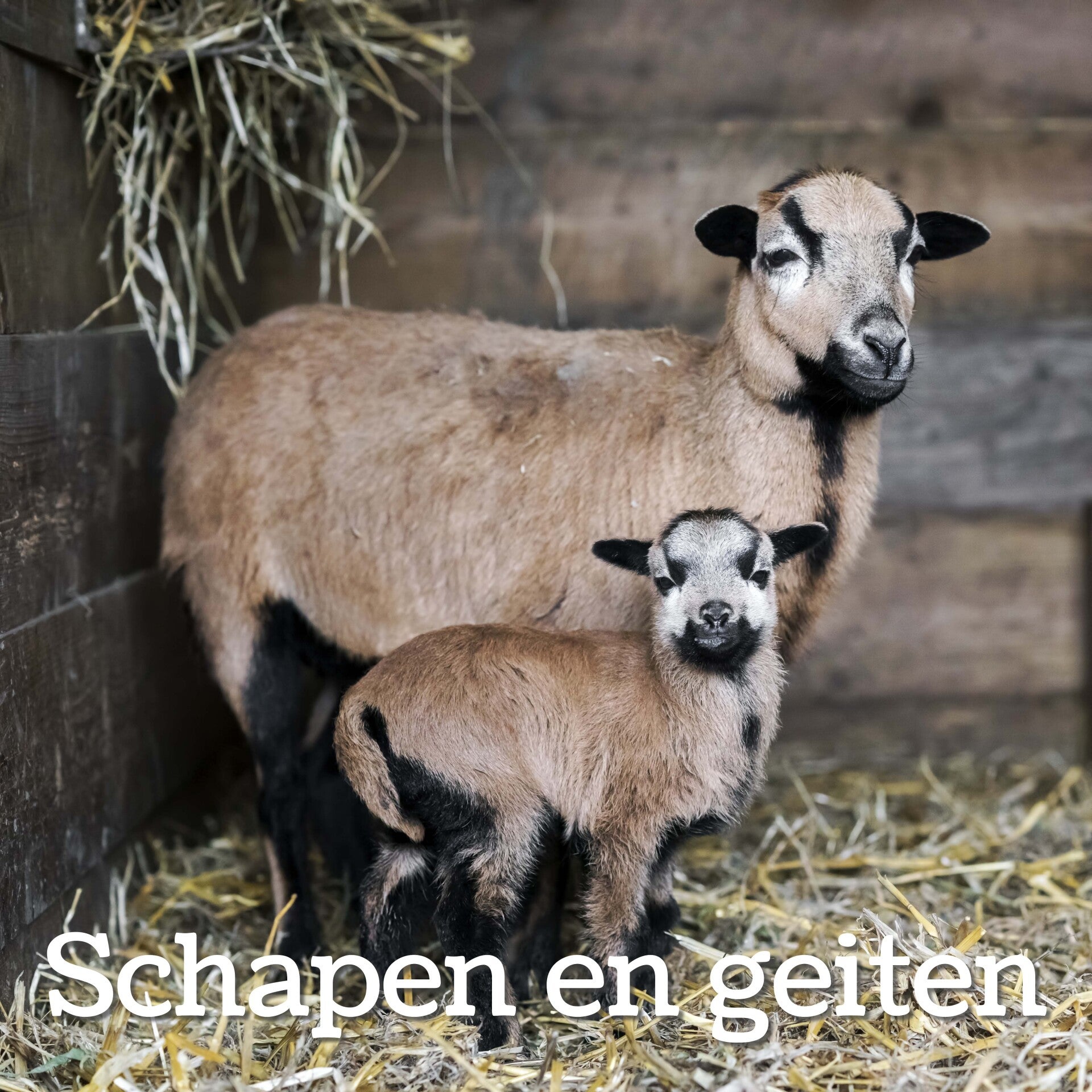 Geiten en schapen