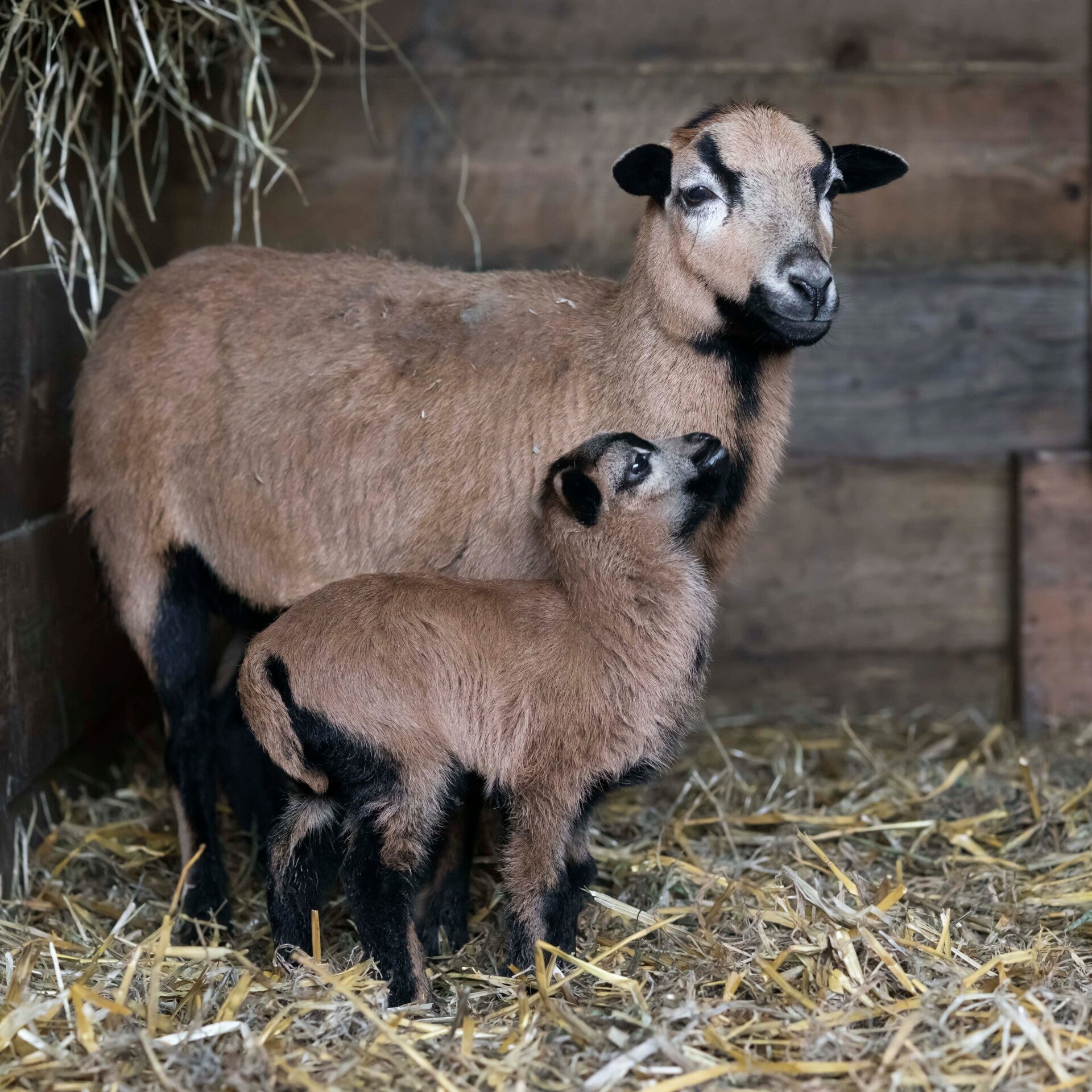 Geiten en schapen