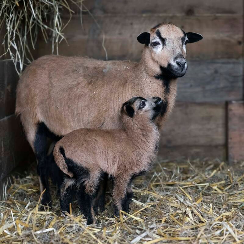 blog schapen en geiten
