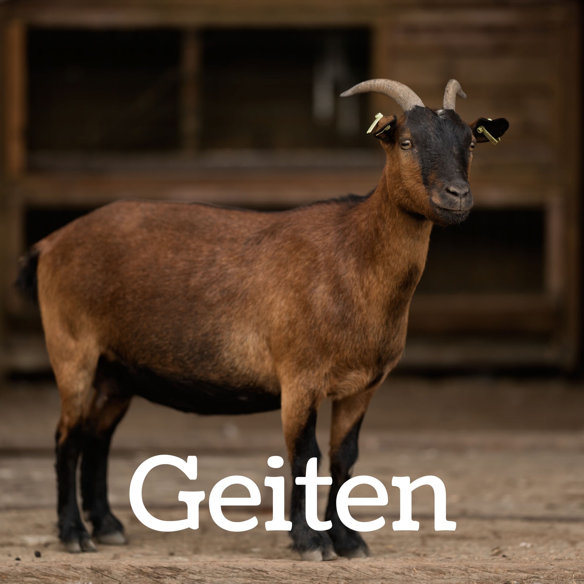 Dwerggeit