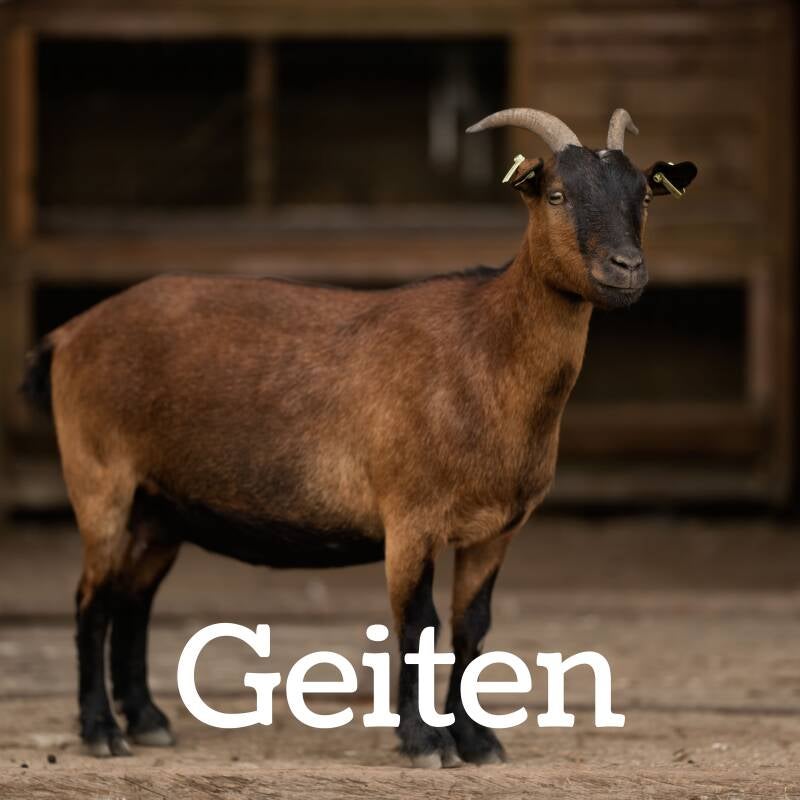 Geiten