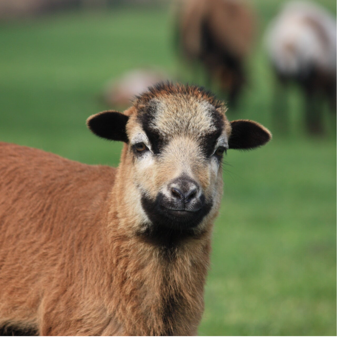 Kameroen lam in de wei