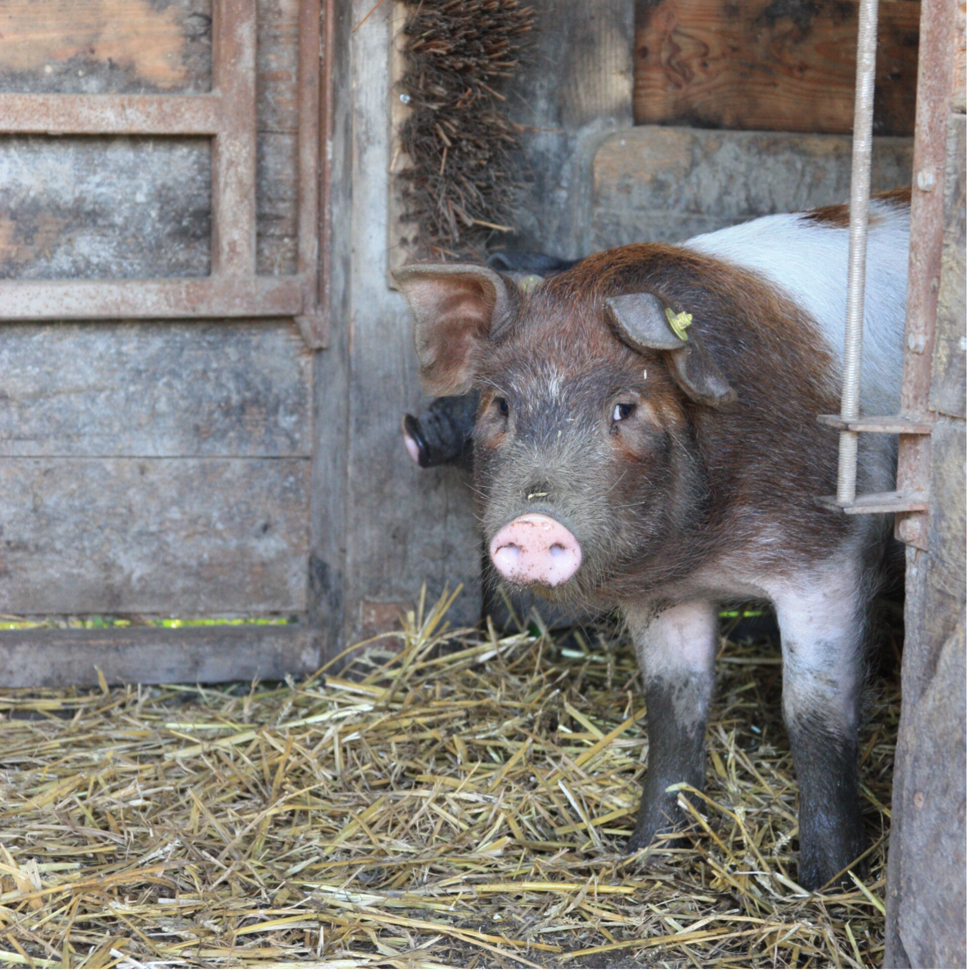 Varkens houden voor beginners