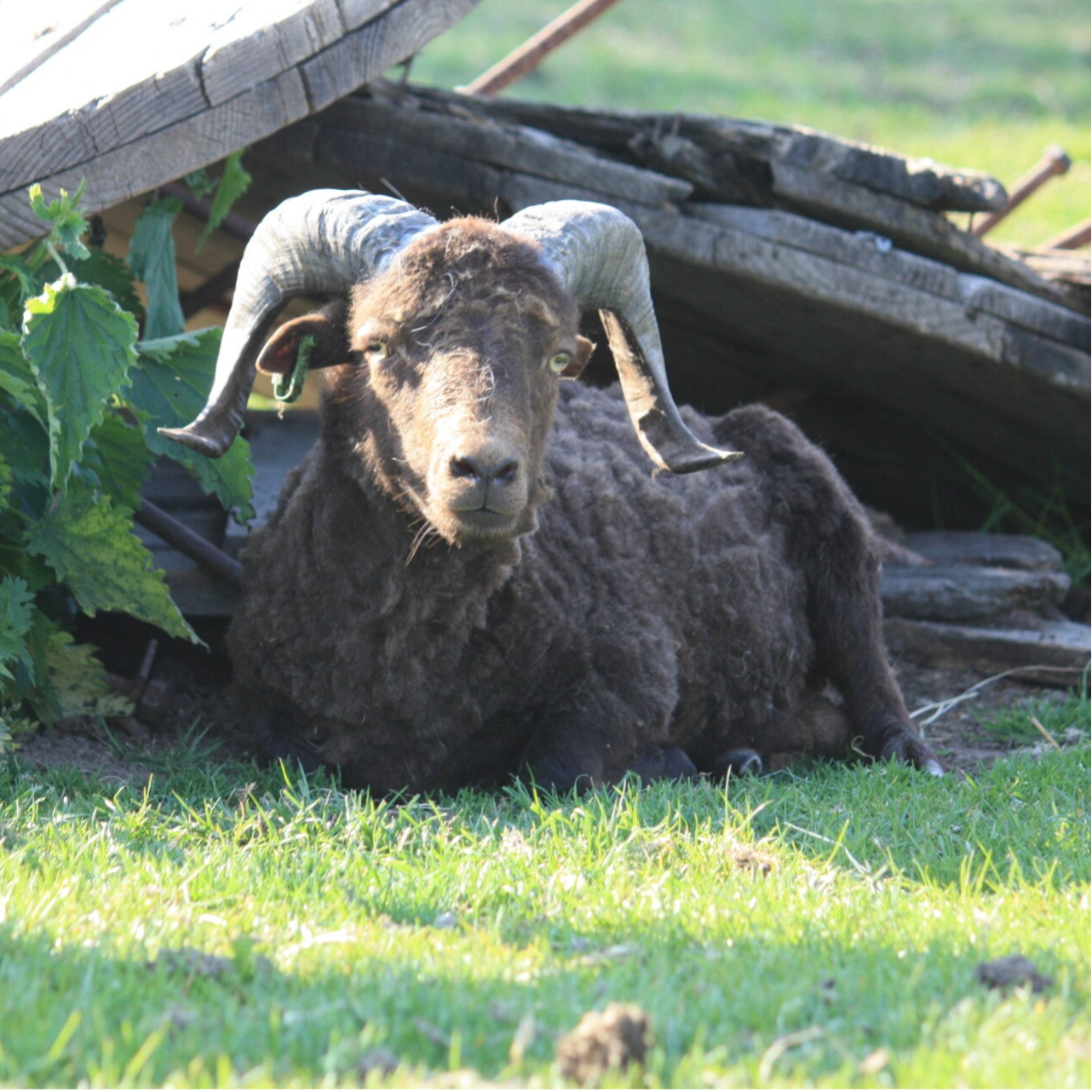 Schaap in de schaduw