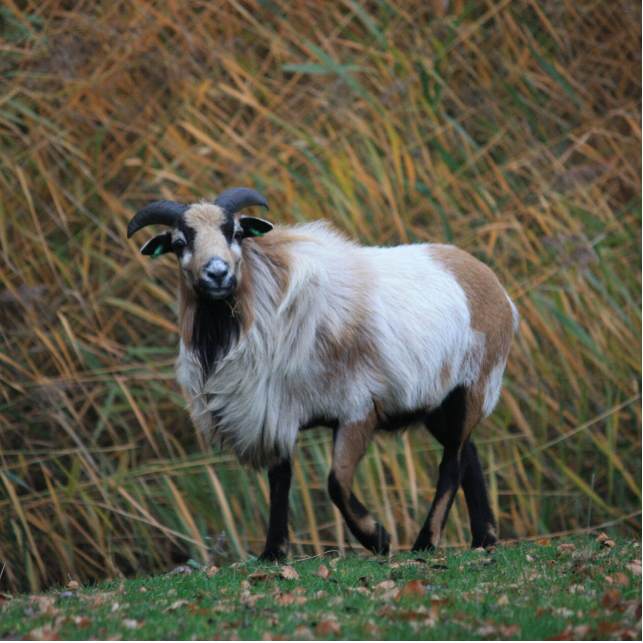 Baby, Kameroen ram