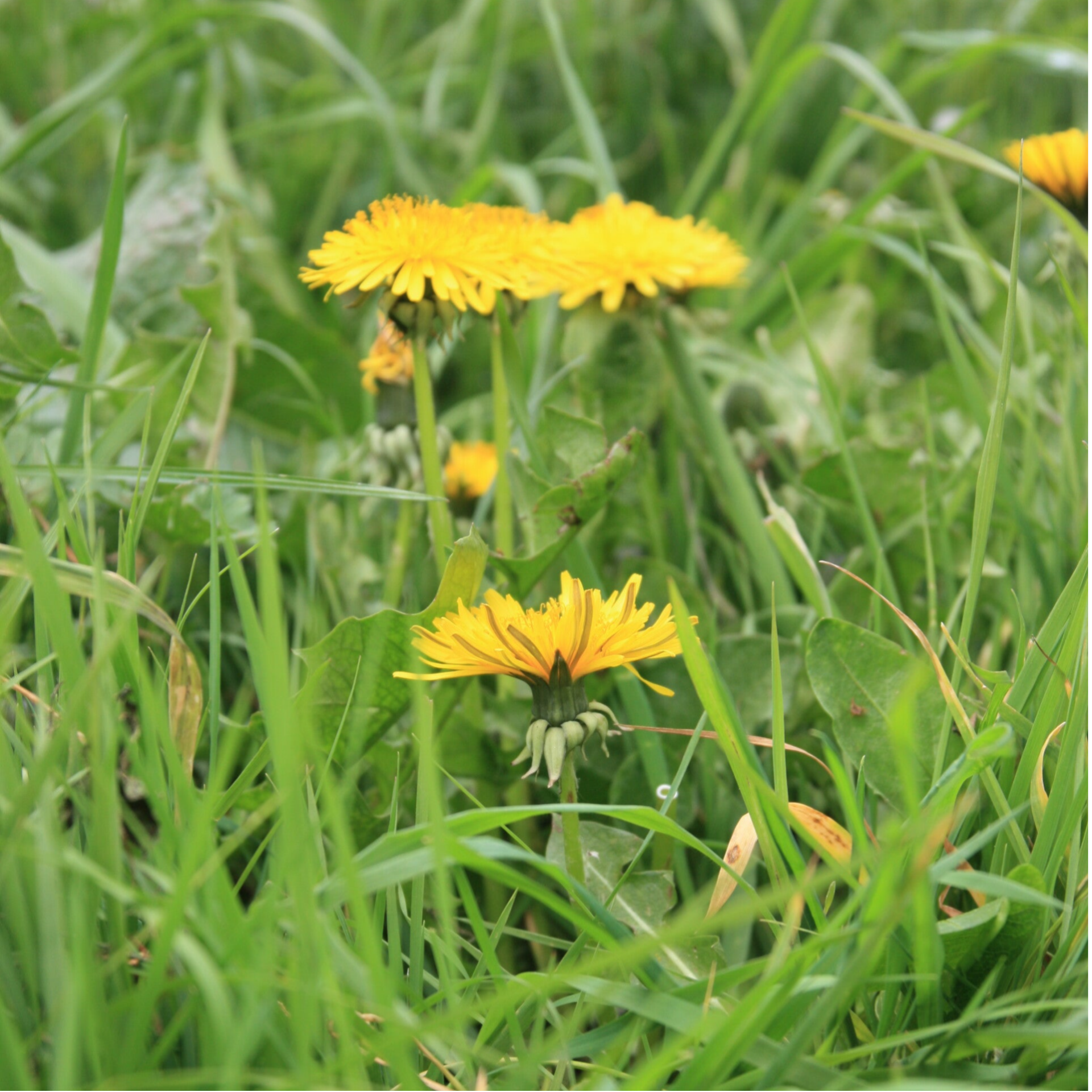 Gras met paardenbloemen