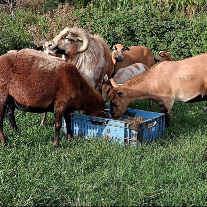Schapen en geiten