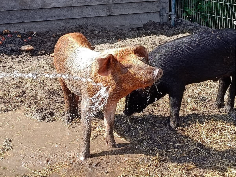 Varkens en water