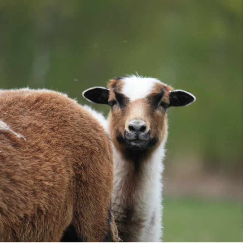 Schapen houden voor beginners