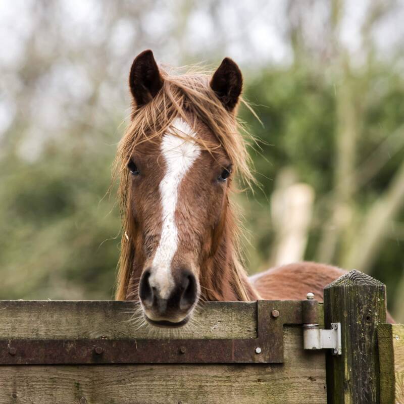 blog paarden en pony's