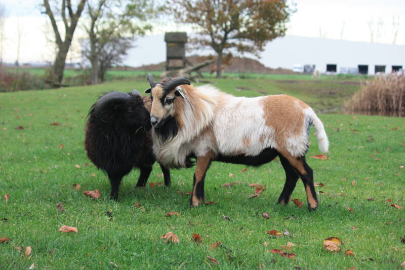 Kameroen ram en Ouessant ram in wei