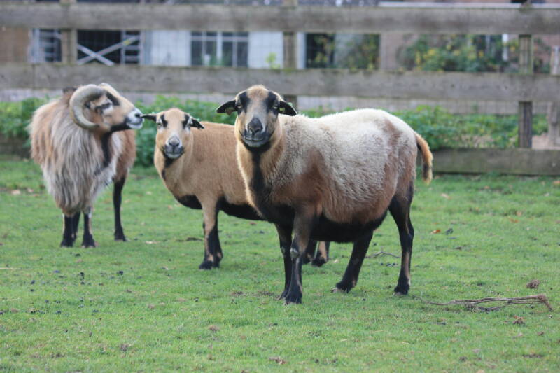 Oudere kameroen ooien en ram