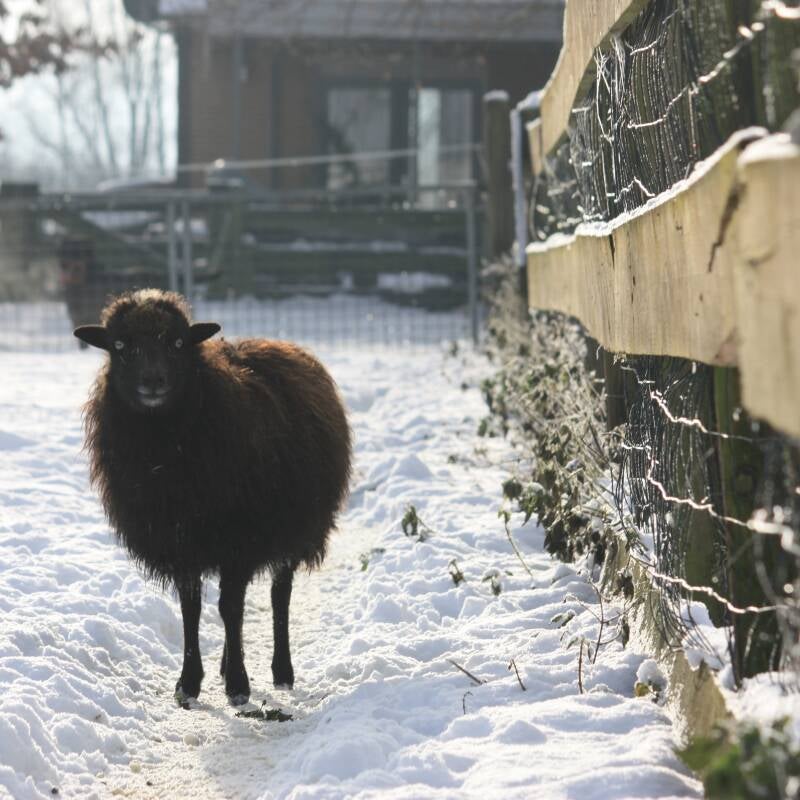 Ouessant ooi in sneeuw