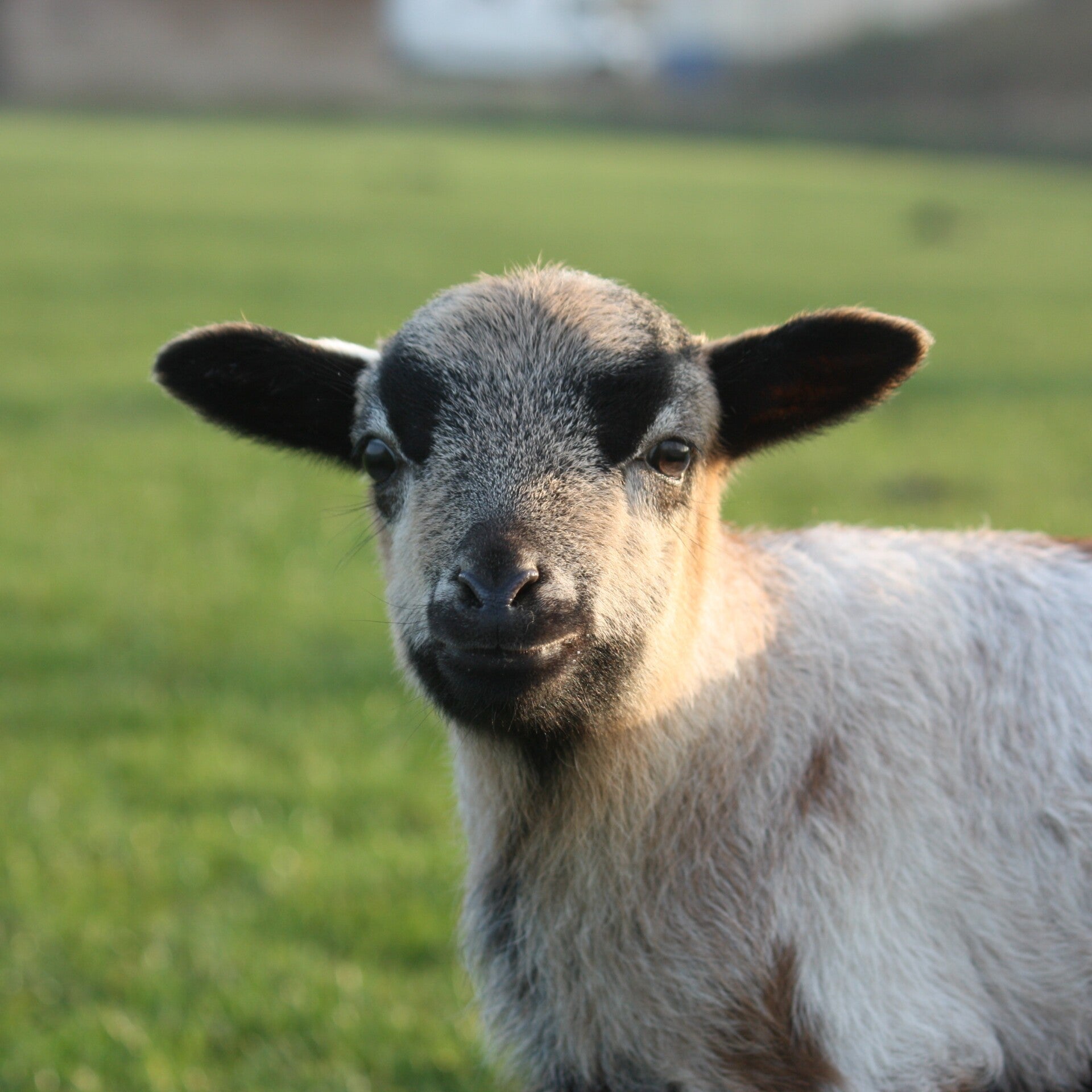 Kameroen schaap lammetje