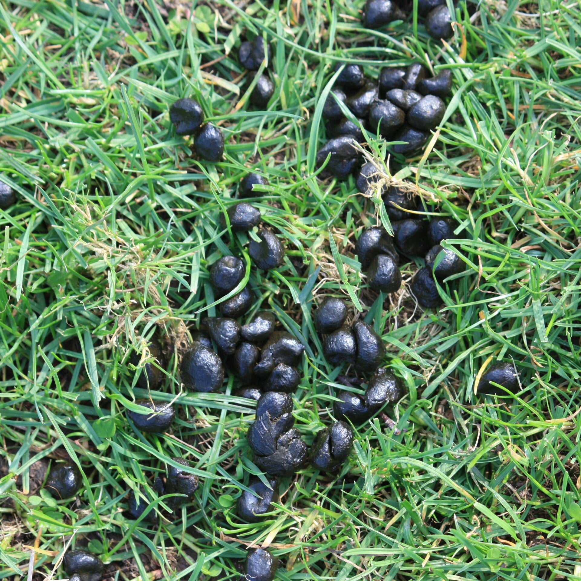 Gezonde schapenmest en geitenmest