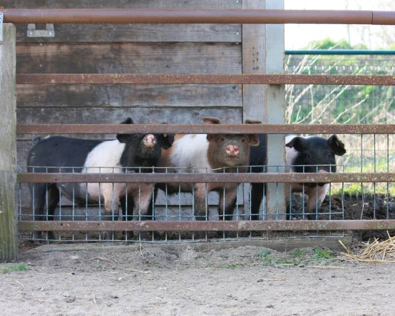 Jabba, Boba en Bib, Husumer varkens