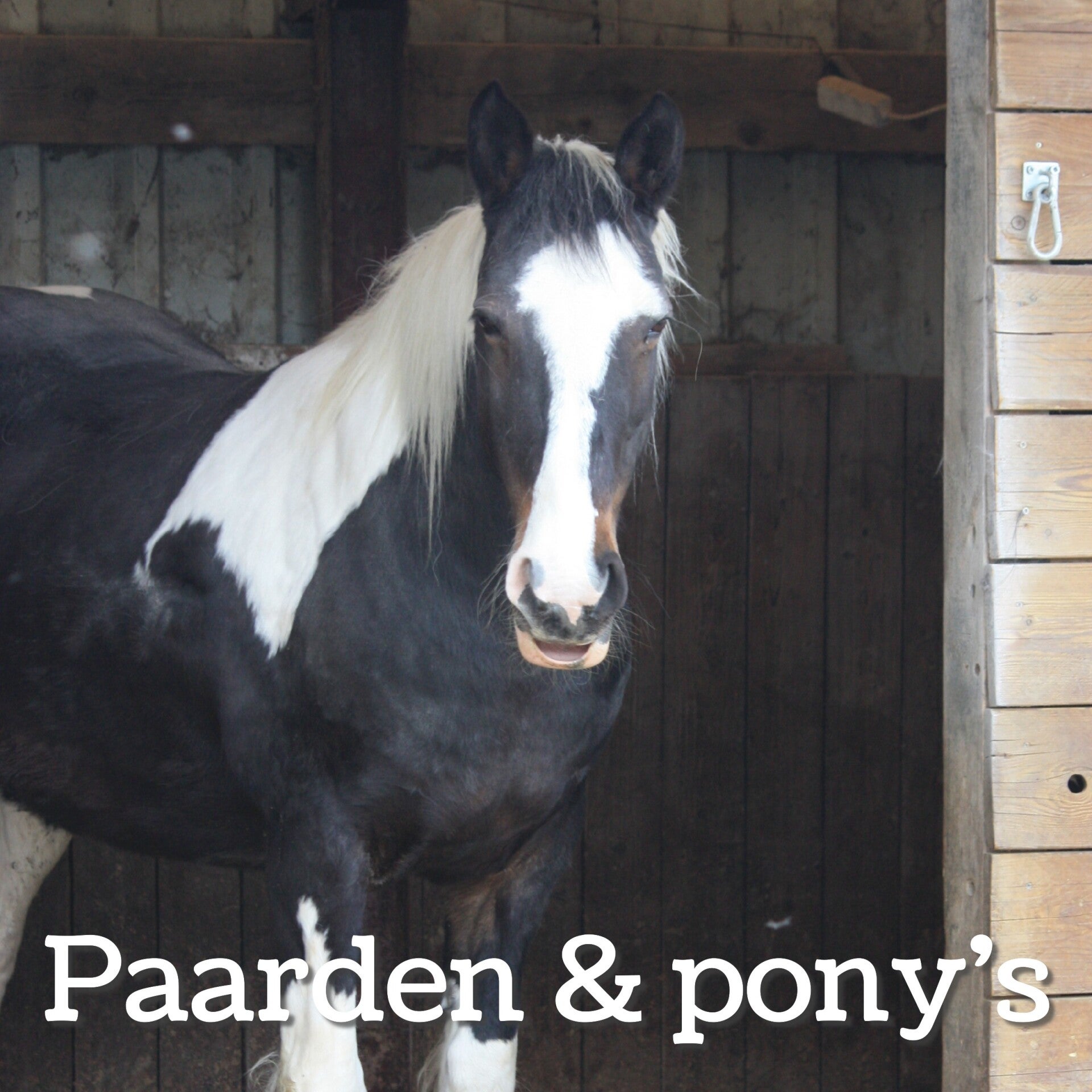 blog paarden en pony's