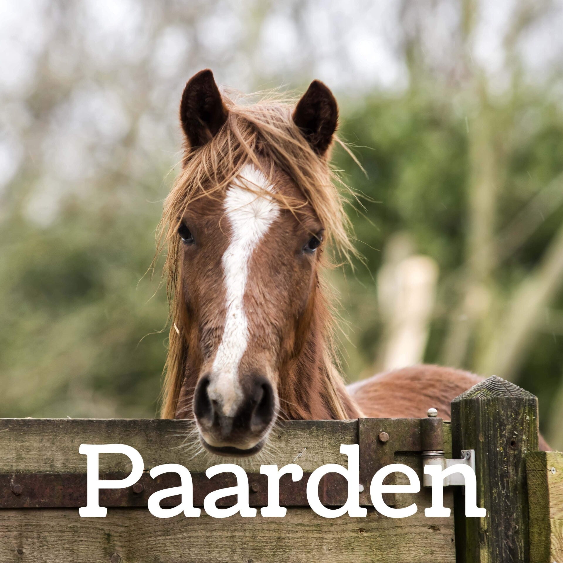 Bruine pony