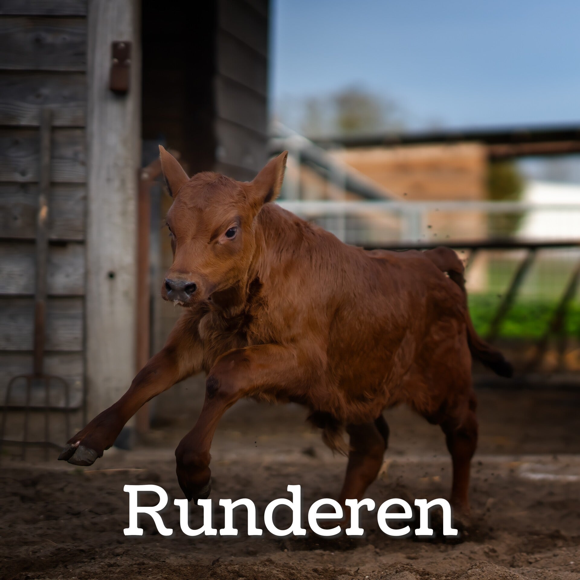 Blog runderen