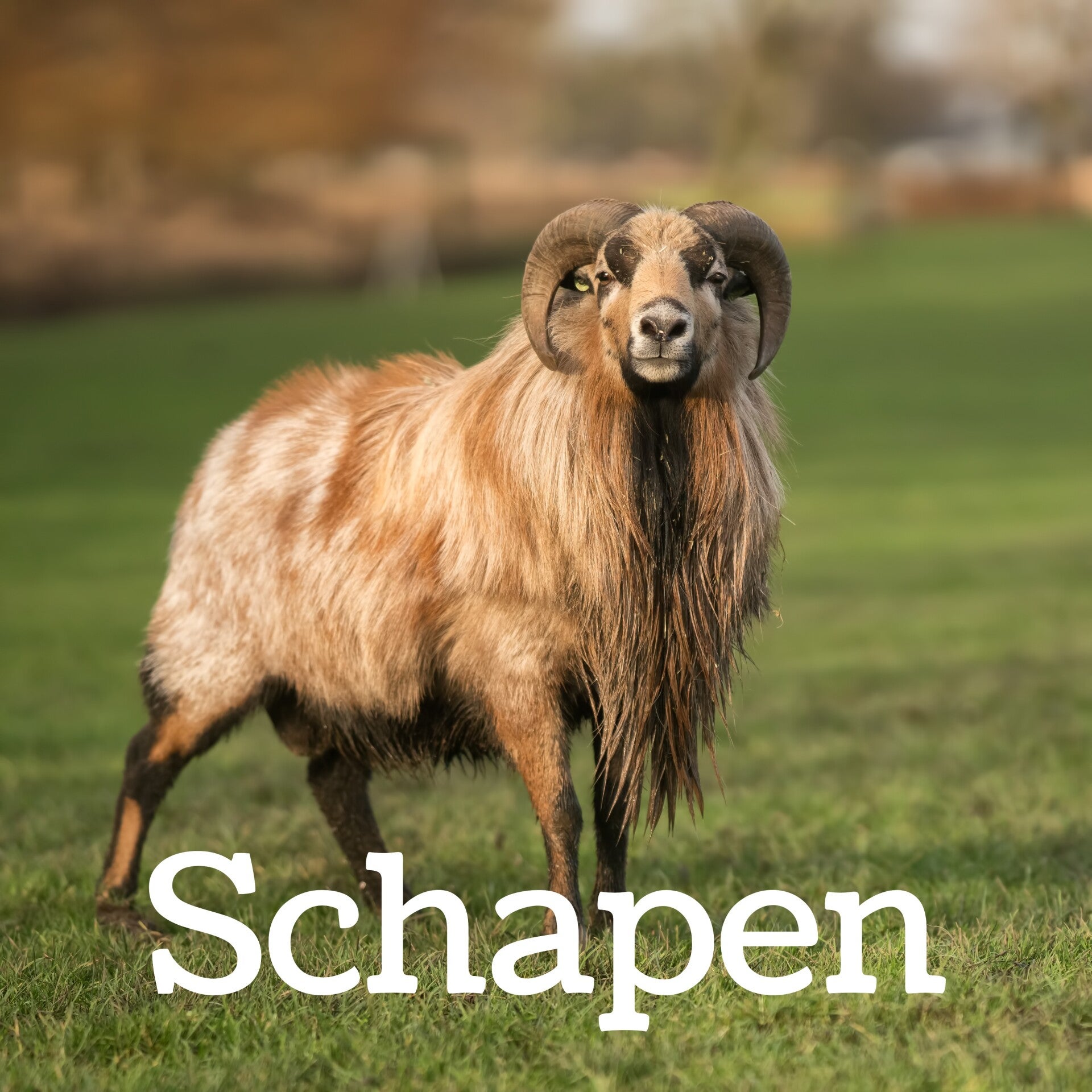 Kameroen ram