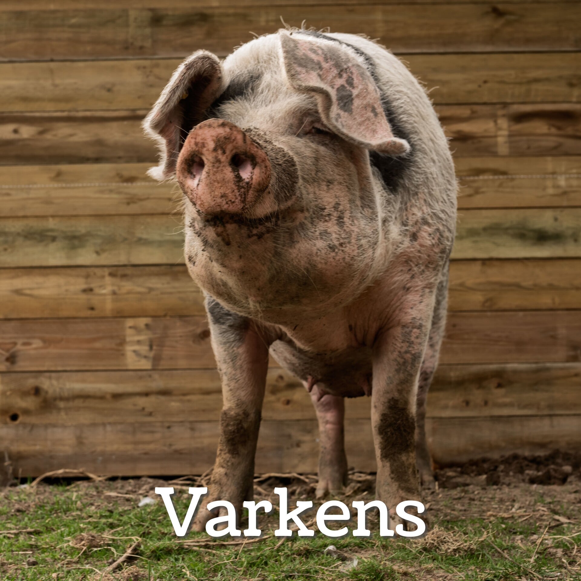 blog varkens