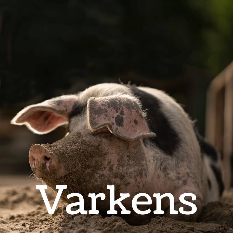 Varkens