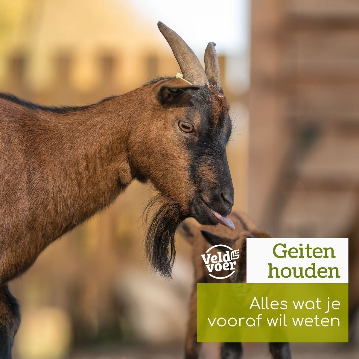 Urinestenen bij rammen en bokken blog