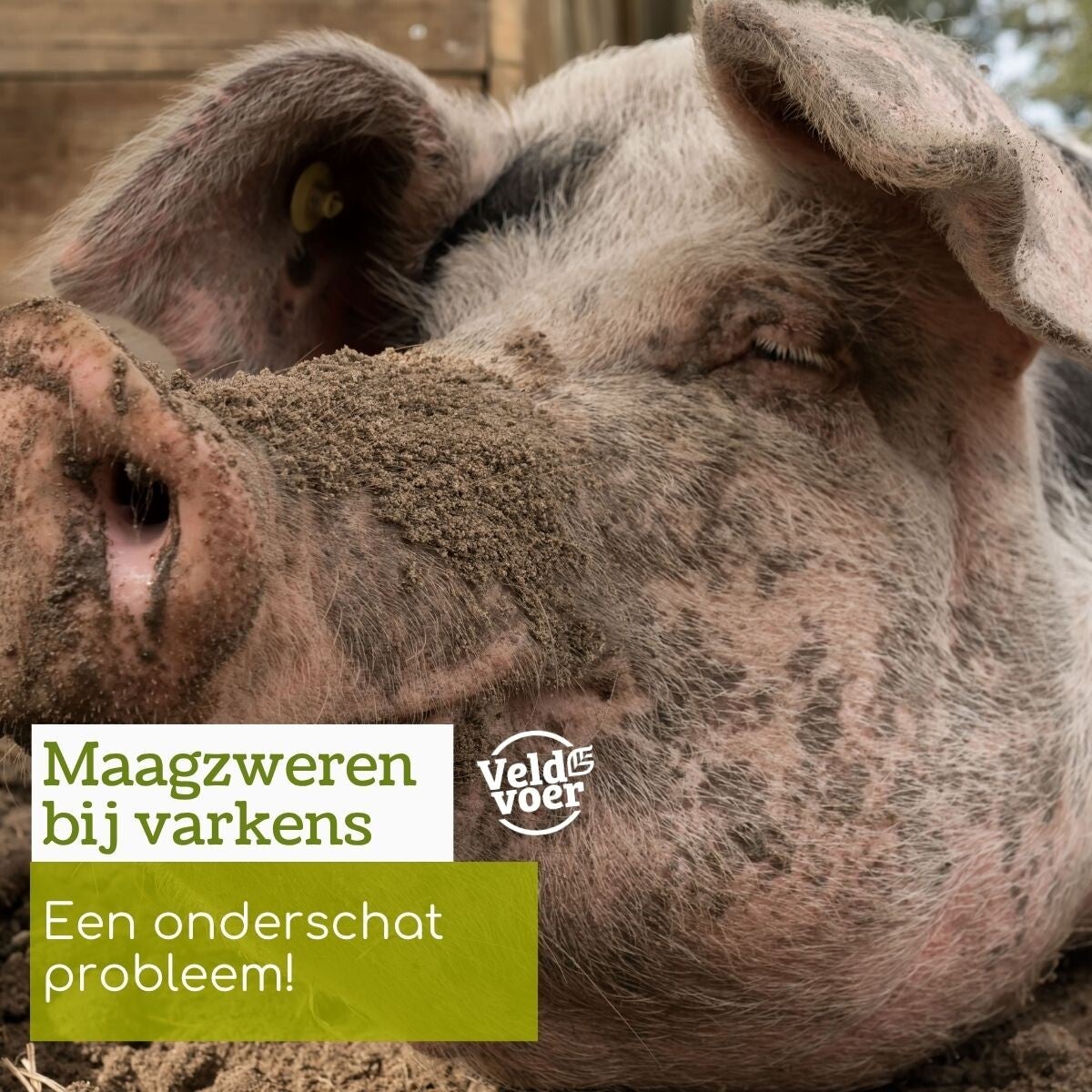 Hobbyvarkensvoer blog
