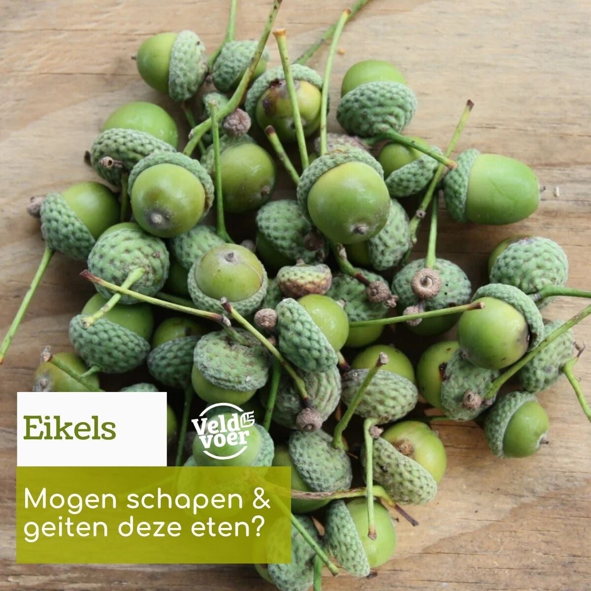 Te dik mini varken