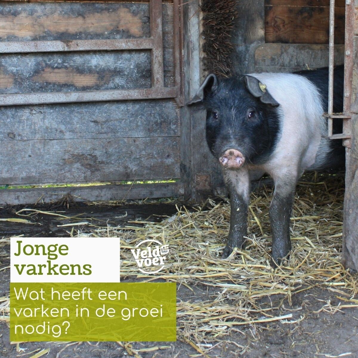 Hobbyvarkensvoer blog