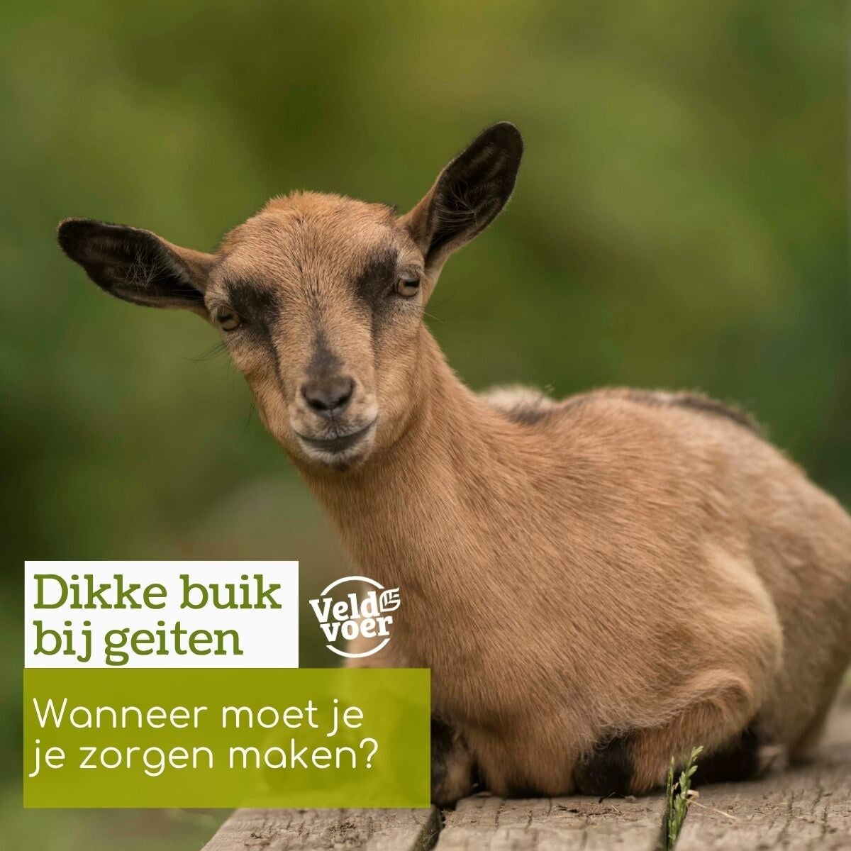 Te dik mini varken