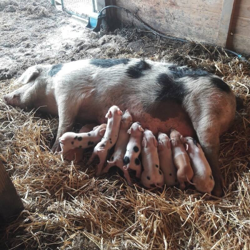 Zeug met biggen