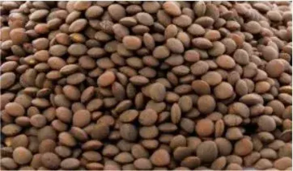 BROWN LENTILS