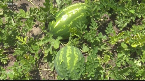 wholesale Watermelons