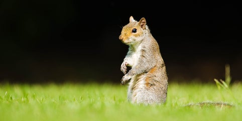 grey squirrel