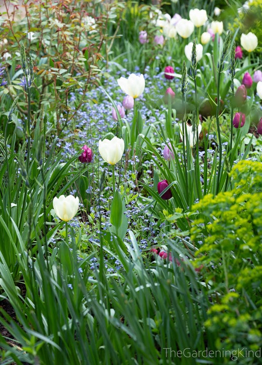 tulips and forget me nots