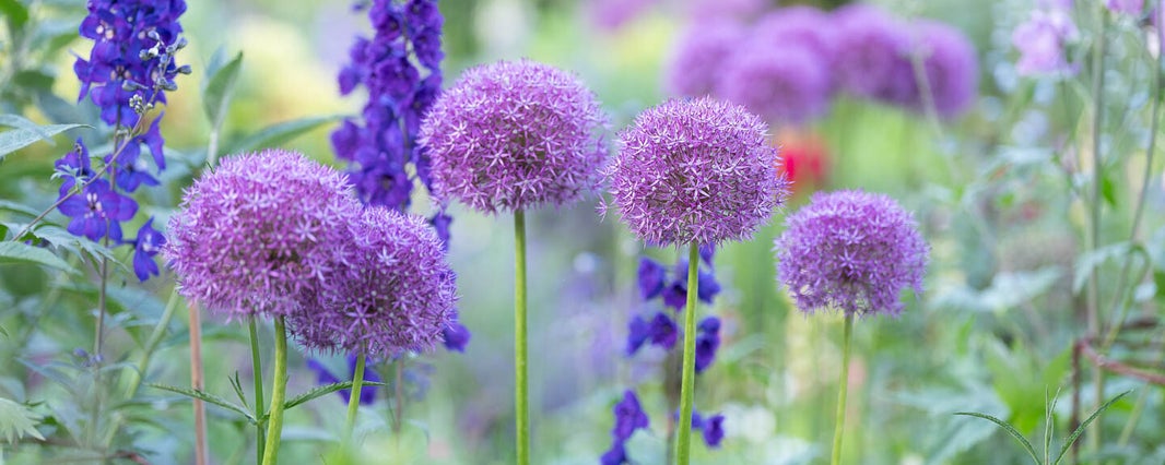 alliums and delphiniums