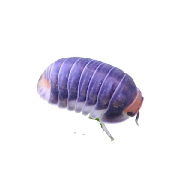 Pak Chong Isopod