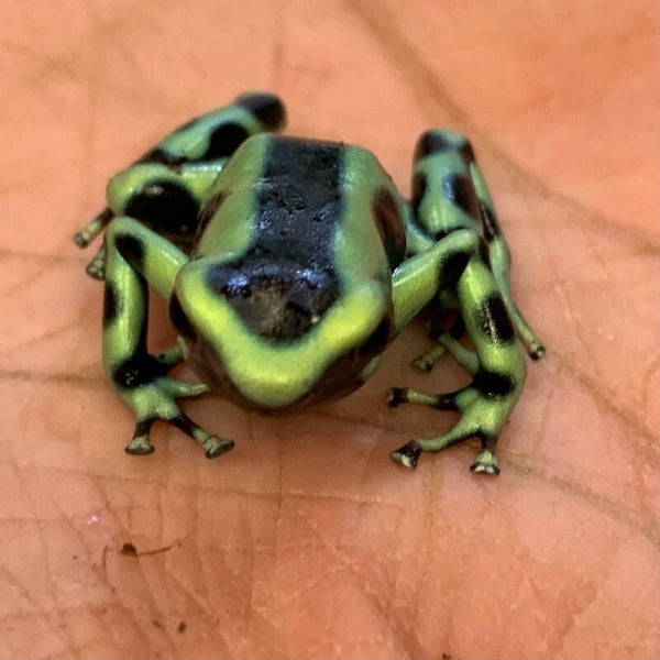 Dendrobates auratus Green & Black CBB